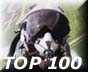 Avitop.com - Your aviation internet resource. Aviation Top 100, 8000+ indexed & searchable links, Buy & Sell Aircraft, N-number Search etc.,'AVIATION TOP 100 - www.avitop.com'  
Width=88 Height=60 border='0'></a><script language=